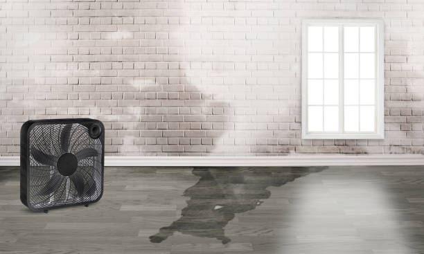 Best Professional water damage repair  in Beaumont, CA